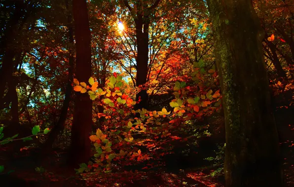Картинка осень, лес, листья, солнце, деревья, Природа, forest, trees