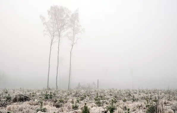 Картинка зима, поле, деревья, туман