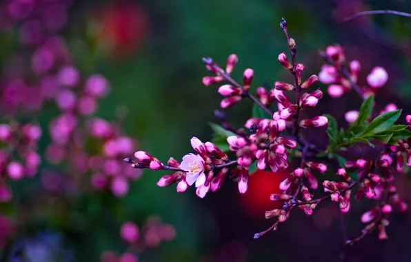 Ветка, весна, Asetskaya, Purple Spring