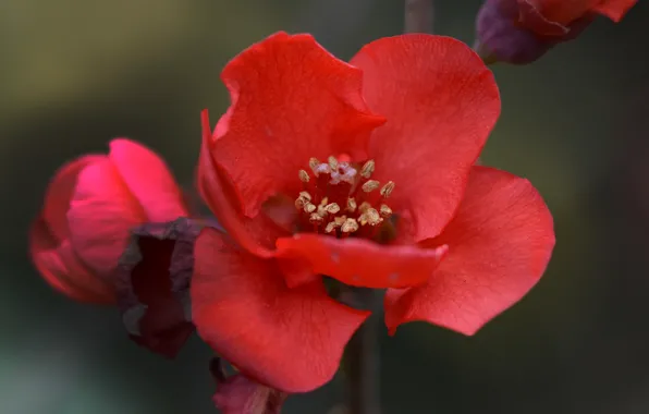 Картинка цветы, весна, красные, red, Flowers, spring, Айва