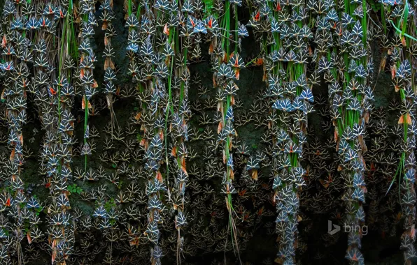 Бабочки, Греция, Родос, Jersey tiger moths, Petaloudes