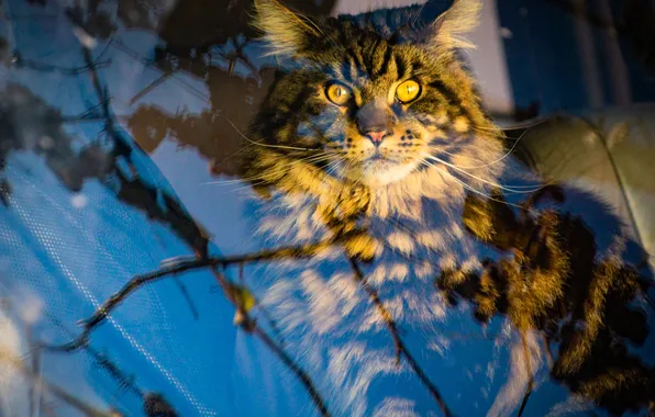 Машина, кошка, кот, взгляд, стекло, свет, отражения, ветки