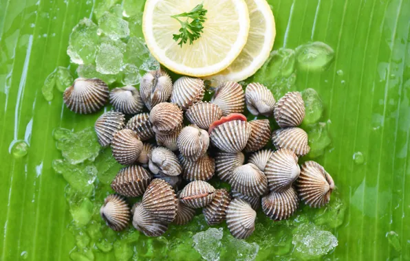 Зеленый, фон, листок, лёд, ракушки, кружочки, лимоны, моллюски