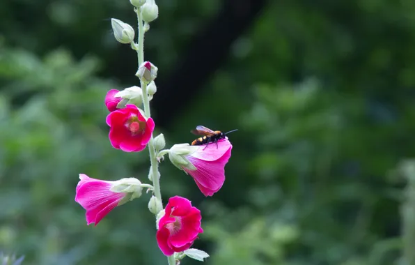 Цветок, природа, пчела, насекомое, Stan