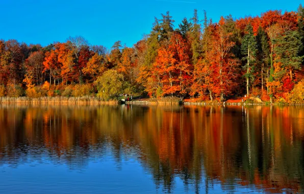 Картинка осень, лес, деревья, пруд, парк, отражение, люди
