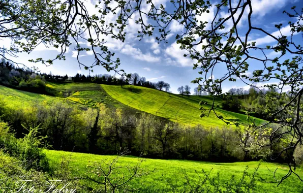Trees, fields, spring, greenery