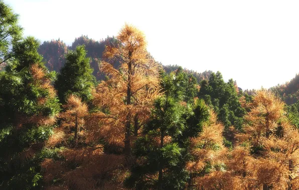 Картинка осень, лес, деревья, арт, крона