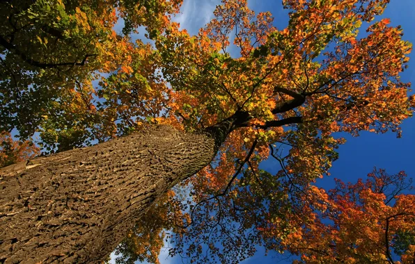 Осень, небо, листья, дерево, ствол, крона