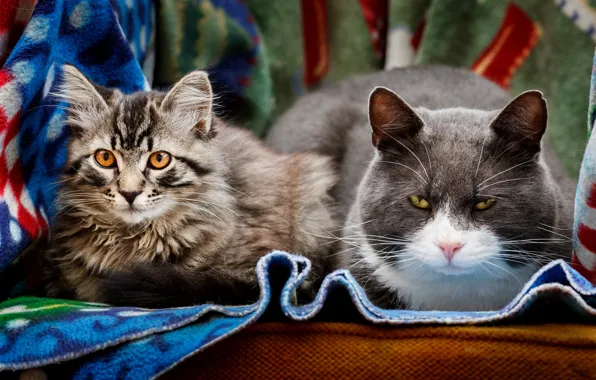 Кошка, кот, взгляд, кошки, коты, портрет, пара, два