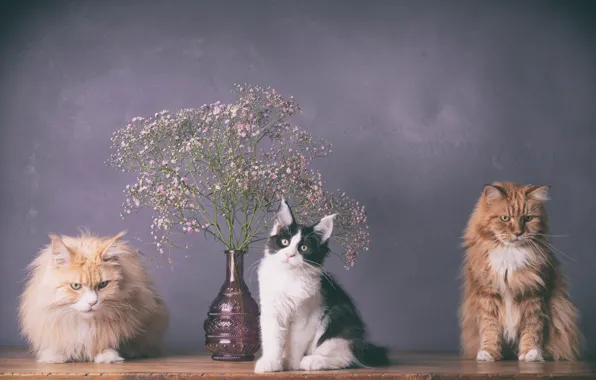 Кошка, кот, кошки, цветы, коты