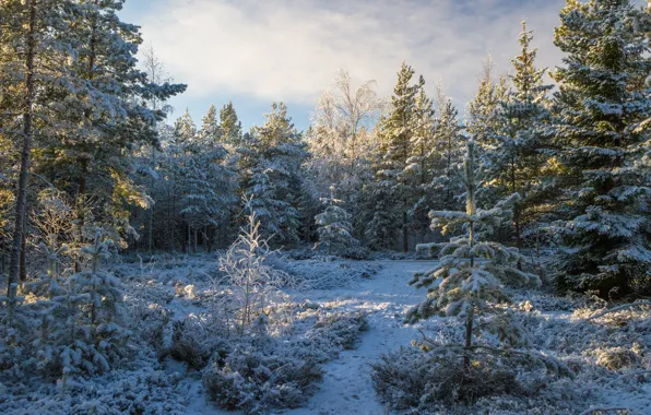 Лес, снег, деревья, природа