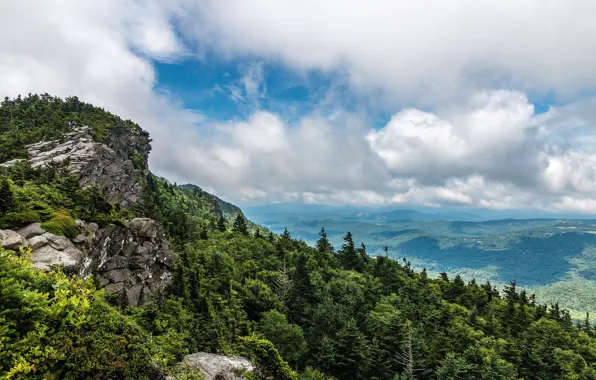 Лес, Панорама, Пейзаж