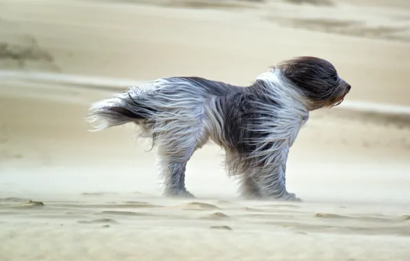 Dog, sands, wind, fell