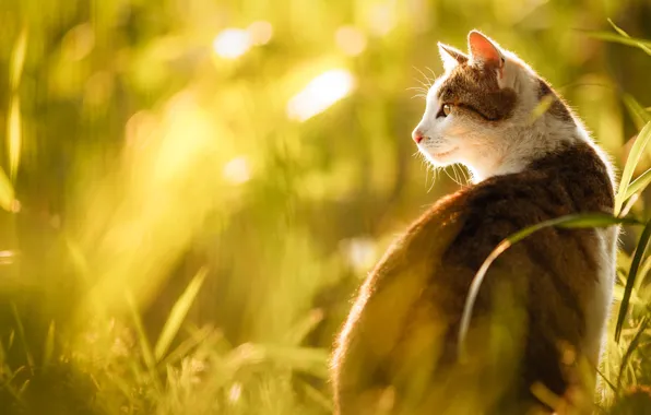 Кошка, трава, кот, взгляд, морда, свет, природа, портрет