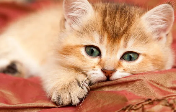 Кошка, взгляд, поза, котенок, портрет, рыжий, ткань, лежит