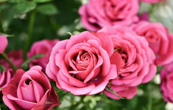 Боке, Bokeh, Pink roses, Розовые розы
