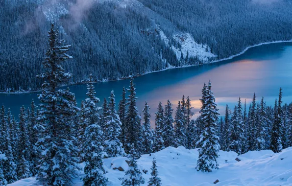 Природа, Зима, Деревья, Снег, Banff National Park, Canada, Peyto Lake