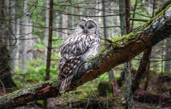 Лес, сова, птица, чаща, forest, bird, owl, уральская неясыть