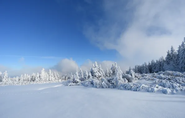 Зима, Деревья, Снег, Мороз, Winter, Frost, Snow, Trees