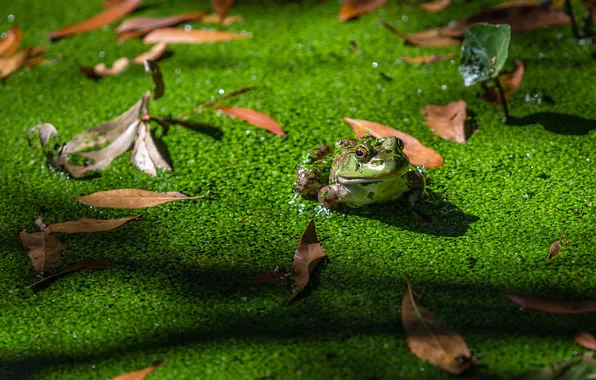 Nature, Pond, Leap Frop