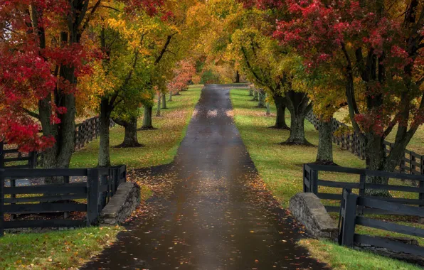 Дорога, осень, деревья, забор, аллея, Кентукки