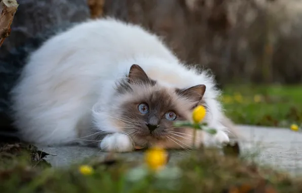 Кошка, кот, взгляд, цветы, поза, сад, лежит, мордашка