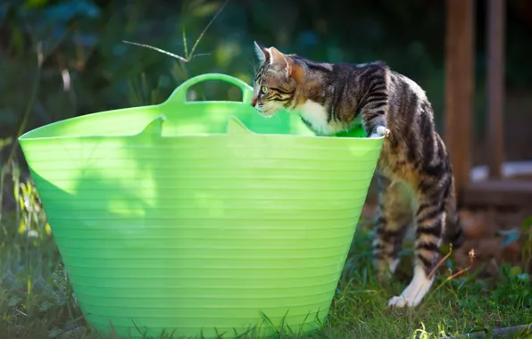 Кошка, поза, котенок, корзина, игра, сад, таз