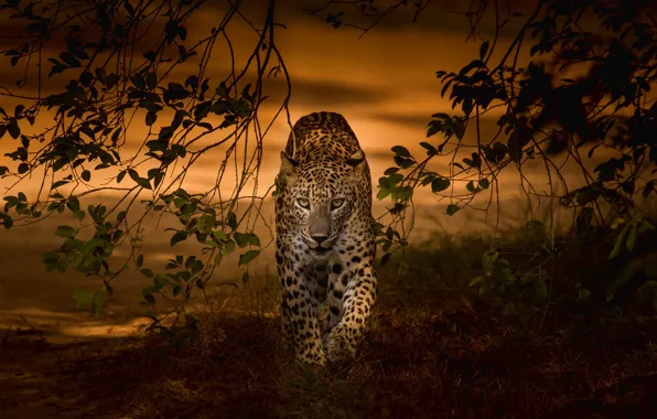 Картинка закат, ветки, хищник, леопард, дикая кошка