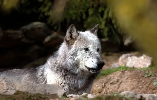 Nature, face, animal, wolf, wildlife, head, fur, mammal