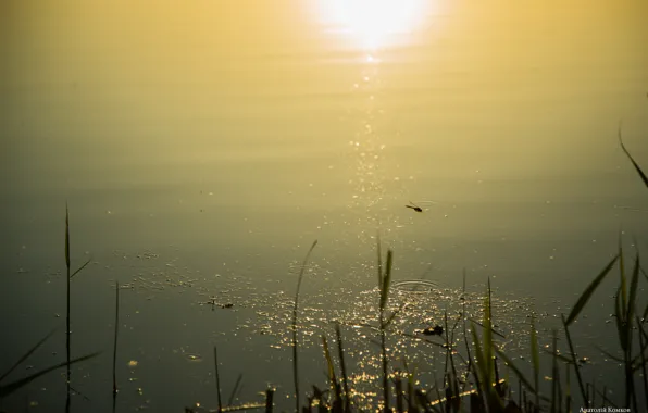 Лето, озеро, summer, water, стрикоза