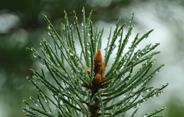 Pine, spruce, twig