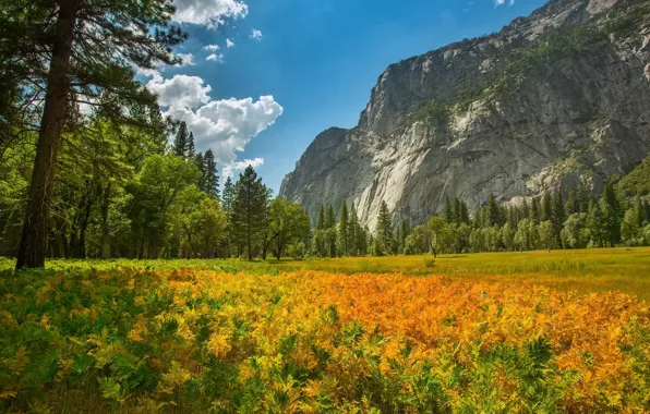 Картинка лес, природа, гора, растения, Yosemite National Park