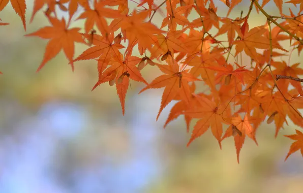 Картинка осень, листья, макро, ветка, клен
