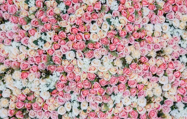 Цветы, фон, розы, розовые, бутоны, pink, flowers, roses
