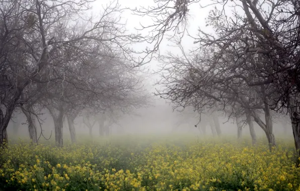 Картинка деревья, природа, туман, рапс