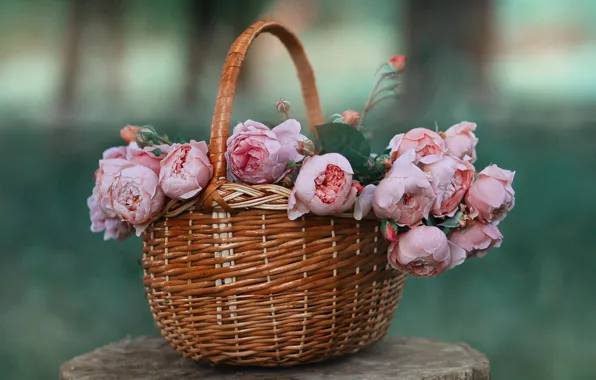 Капли, цветы, фон, пень, розы, букет, розовые, корзинка