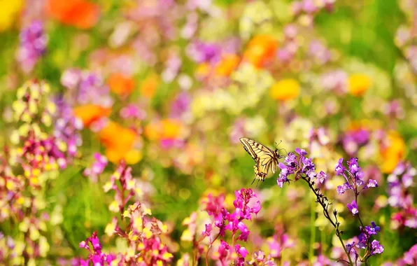 Картинка лето, цветы, природа, бабочка, размытость, насекомое, ярко, боке