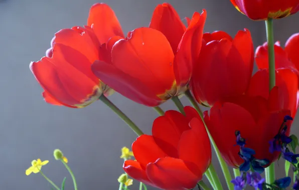 Картинка солнце, цветы, тюльпаны