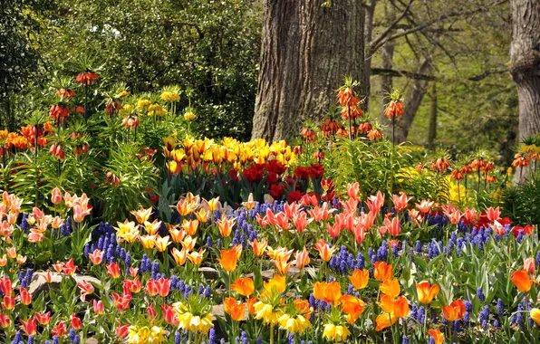 Картинка деревья, цветы, парк, Германия, тюльпаны, разноцветные, гиацинты, Mainau