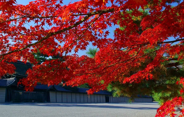 Картинка осень, листья, ветки, Япония, клен