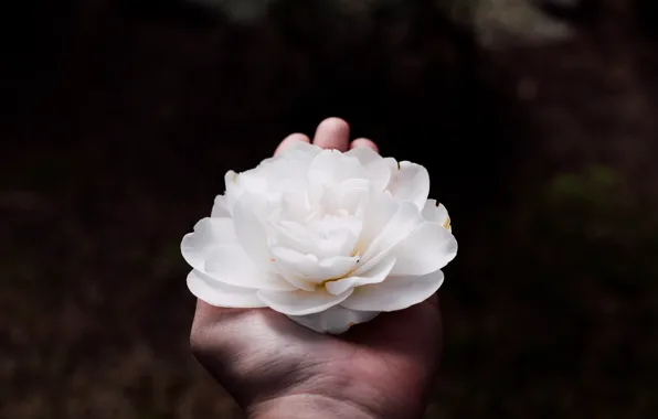 Белый, цветок, рука, лепестки