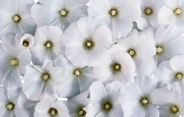 Картинка цветы, фон, белые цветы, лаватера
