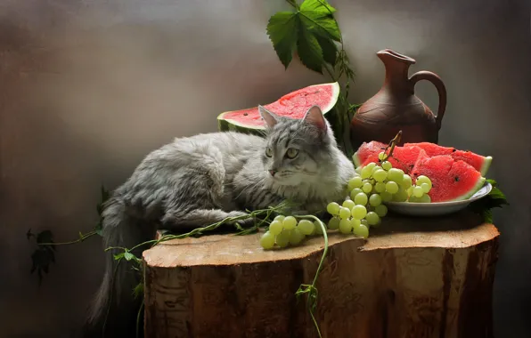 Картинка кошка, кот, листья, ягоды, животное, пень, арбуз, виноград