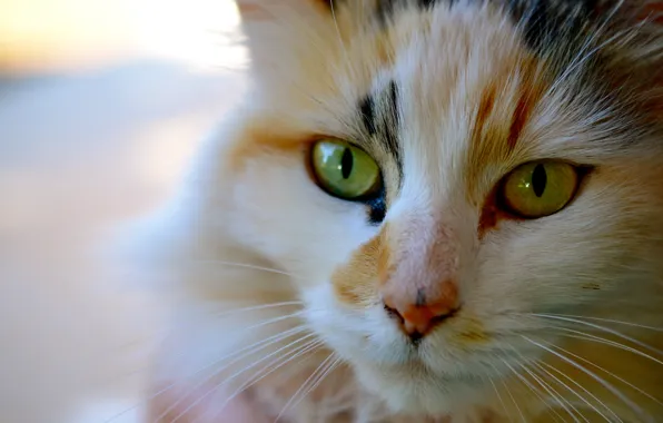Картинка кошка, кот, усы, морда, котэ, трехцветная