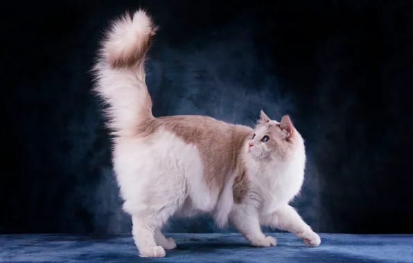 Кошка, кот, взгляд, морда, поза, темный фон, лапы, стоит