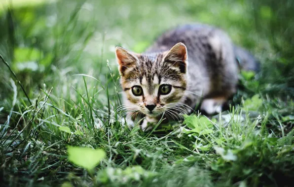 Картинка кошка, лето, трава