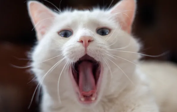 Язык, белый, кот, зевает