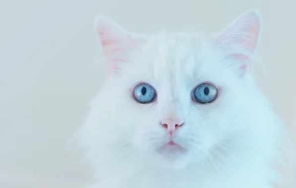 Картинка кошка, белый, кот, взгляд, морда, фон, портрет, светлый