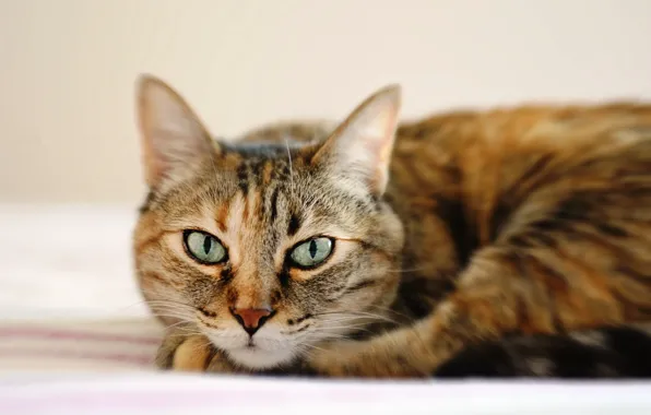 Картинка кошка, глаза, кот, морда, лежит, полосатый