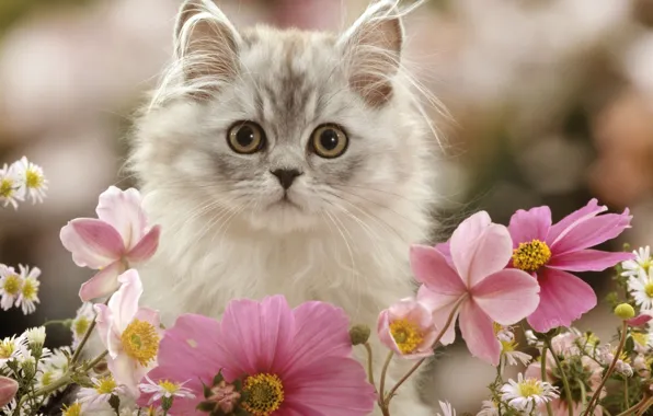Картинка цветы, котенок, пушистый, космея